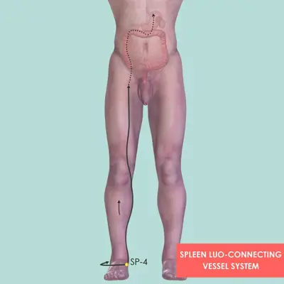 Spleen Luo-Connecting Vessel System pathway