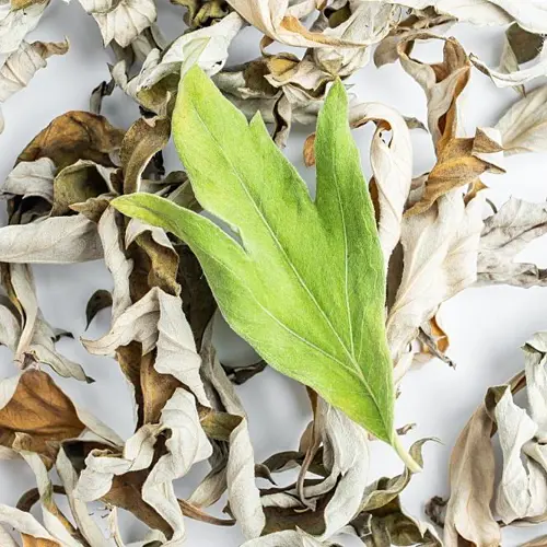 Ai Ye (Mugwort leaf) plant