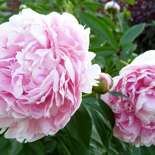 Bai Shao (White peony root) plant