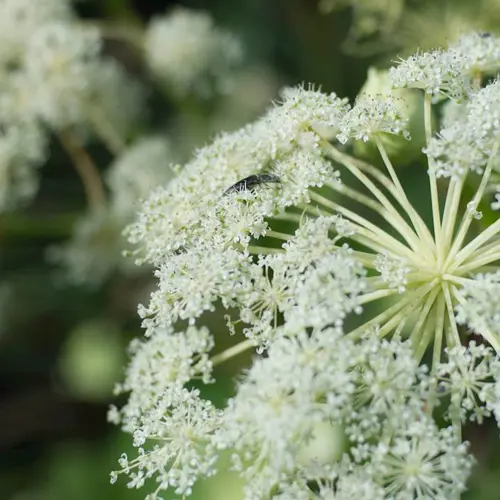 Bai Zhi (Dahurian angelica root) plant