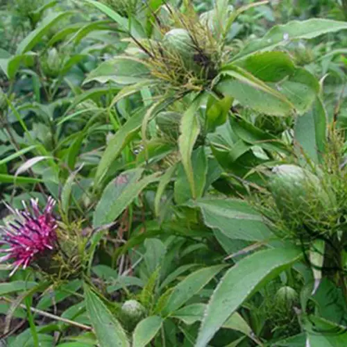 Bai Zhu (White Atractylodes rhizome) plant