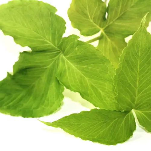 Ban Xia (Pinellia rhizome) plant
