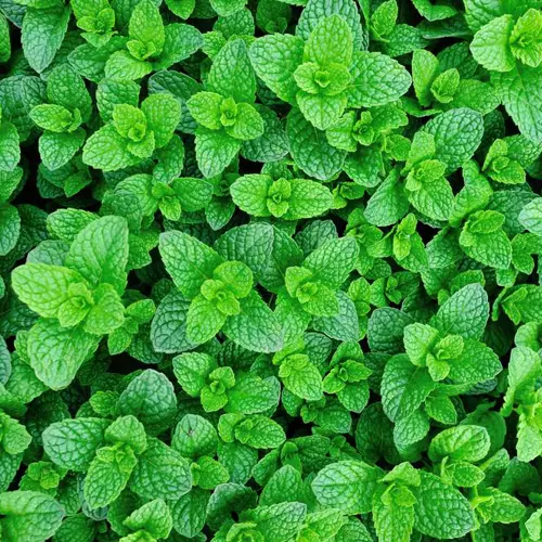 Bo He (Peppermint herb) plant