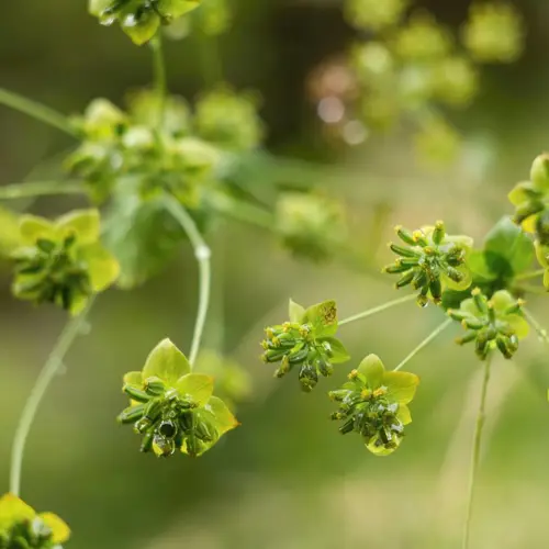 Chai Hu (Bupleurum root) plant