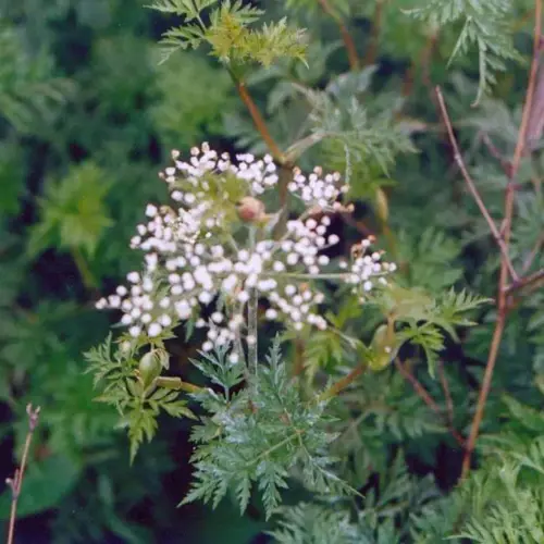 Chuan Xiong (Sichuan lovage rhizome) plant