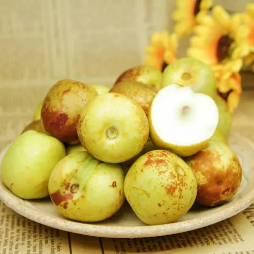 Da Zao (Jujube fruit) plant