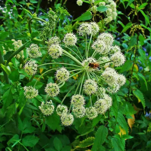 Dang Gui (Chinese Angelica root) plant