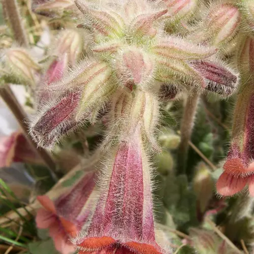 Di Huang (Rehmannia root) plant