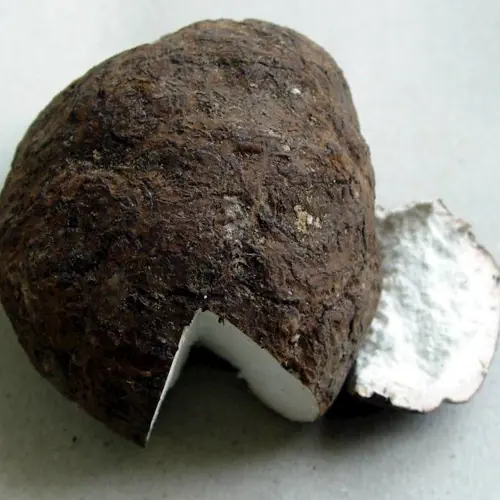 Fu Ling (Poria) plant