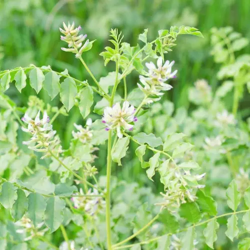 Gan Cao (Licorice root) plant