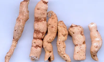Gan Sui