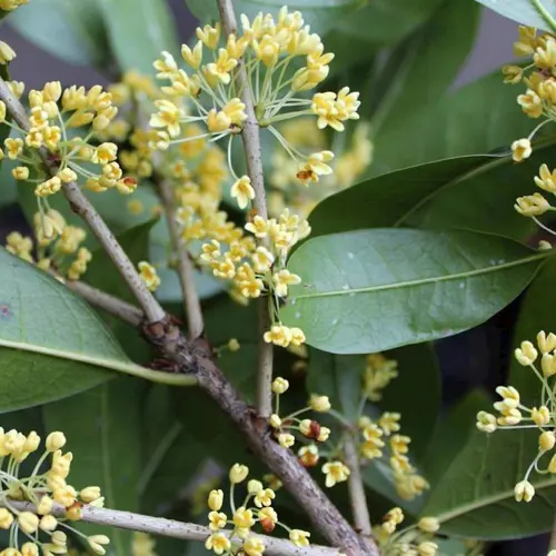 Gui Zhi (Cinnamon twig) plant