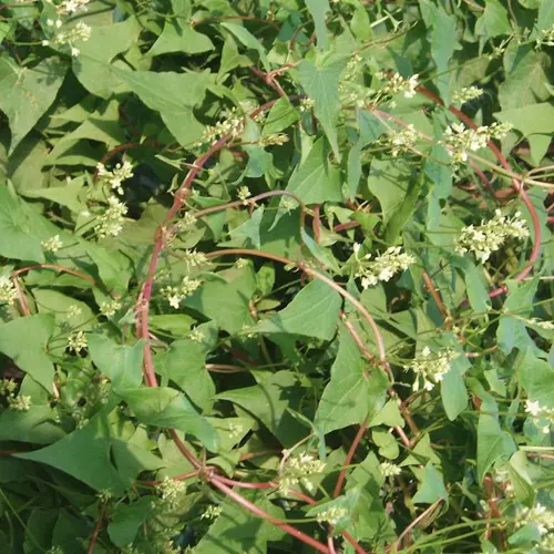 He Shou Wu (Fleeceflower Root) plant