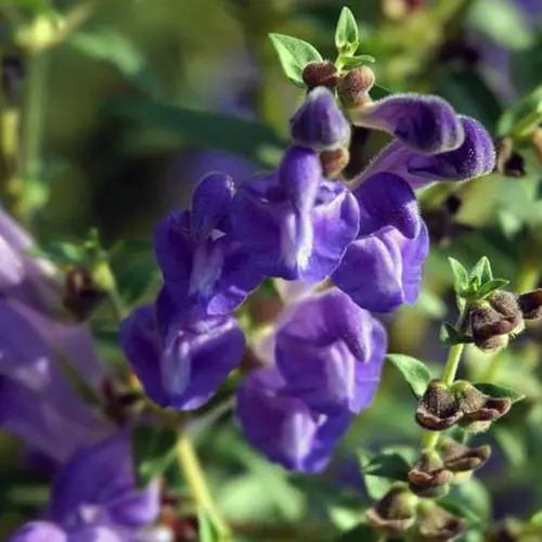 Huang Qin (Baical skullcap root) plant
