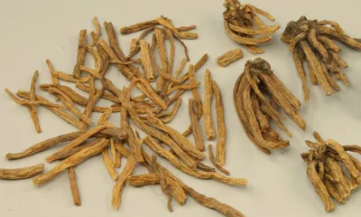 Long Dan Cao