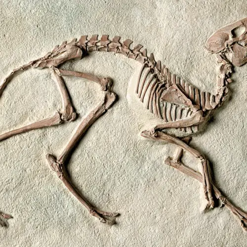 Long Gu (Dragon Bone (fossilised mammal bone)) plant