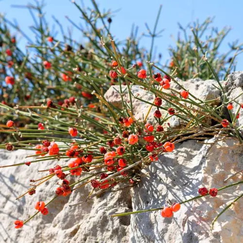 Ma Huang (Ephedra stem) plant