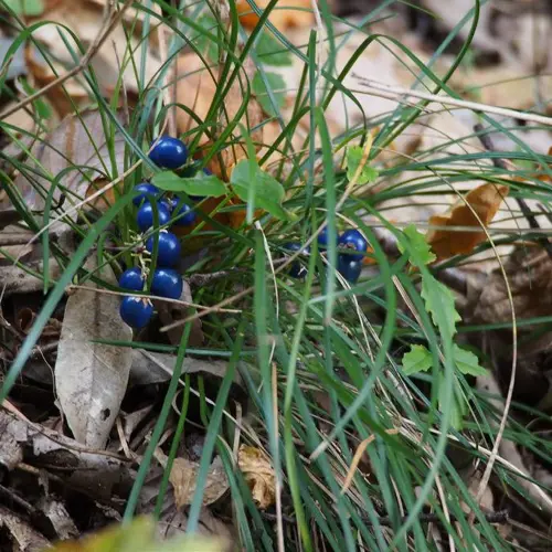 Mai Dong (Ophiopogon root) plant