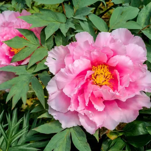 Mu Dan Pi (Tree peony root bark) plant