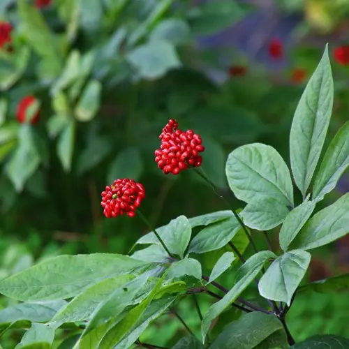 Ren Shen (Ginseng root) plant