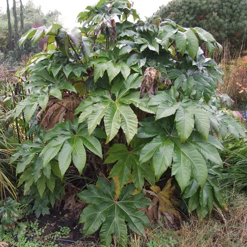 Tong Cao (Rice paper pith) plant