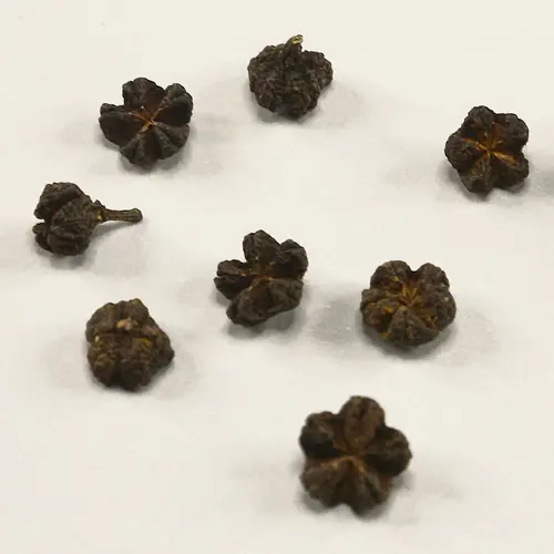 Wu Zhu Yu (Evodia fruit) as TCM ingredient