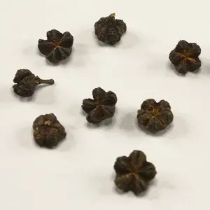 Wu Zhu Yu