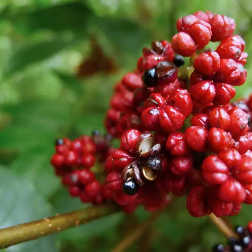 Wu Zhu Yu (Evodia fruit) plant