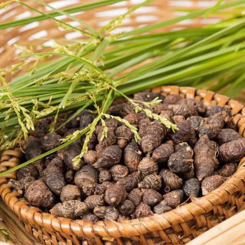 Xiang Fu (Nutgrass Galingale Rhizome) as TCM ingredient