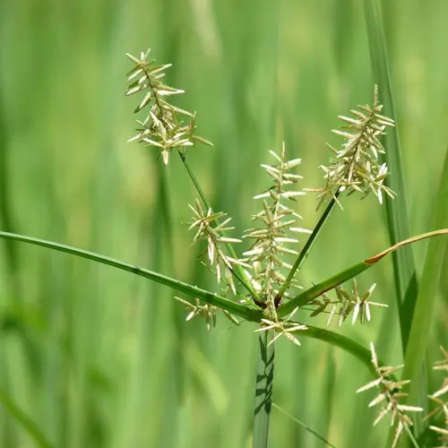 Xiang Fu (Nutgrass Galingale Rhizome) plant