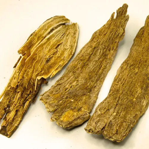 Xu Duan (Teasel root) as TCM ingredient
