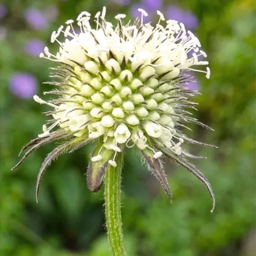 Xu Duan (Teasel root) plant