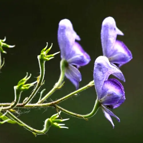 Zhi Fu Zi (Prepared Aconite Root) plant
