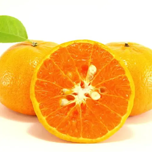 Zhi Ke (Bitter orange fruit) plant